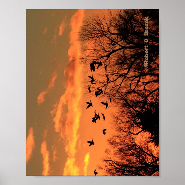 Póster Poster canadiense Geese Sunset Silhouette Wood. Wo (Frente)