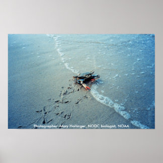 Póster Poster / Cangrejo azul de la bahía de Chesapeake