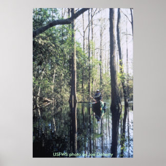 Póster Poster/canotaje en Okenfenokee NWR