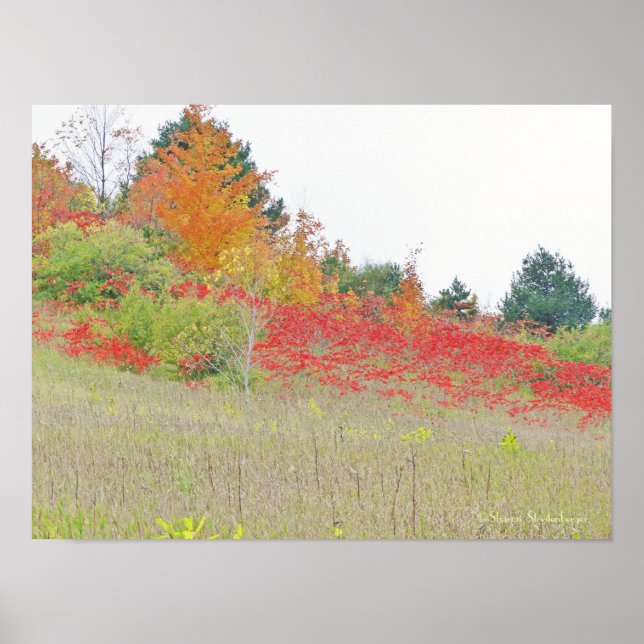 PÓSTER POSTER/CANVAS GLOSS/FOTOGRAFÍA /"CARPETA DE ROJO " (Frente)