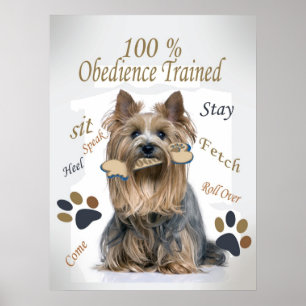 Póster Poster capacitado en obediencia de Yorkie 100 %