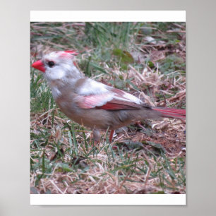 Póster Poster cardinal