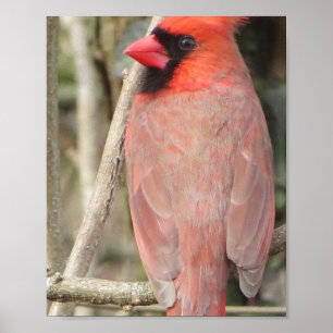 Póster Poster cardinal