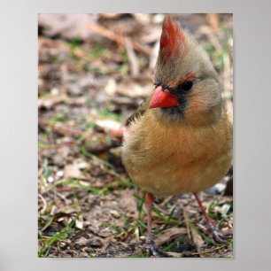 Póster Poster cardinal