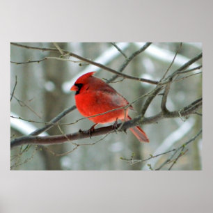 Póster Poster cardinal rojo del invierno
