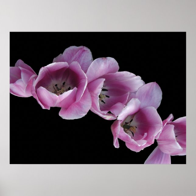 Póster Poster, cascada de tulipanes morados (Frente)