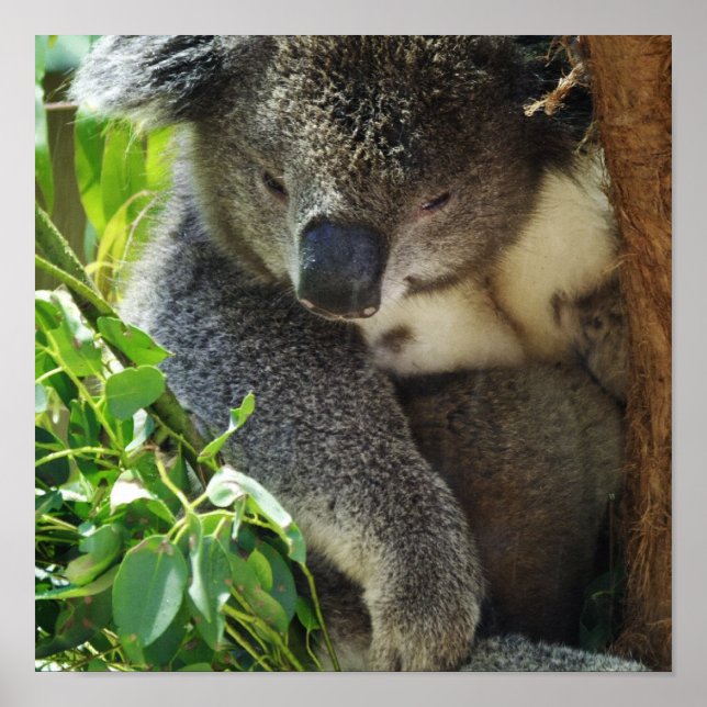 Póster Poster Casual Koala (Frente)