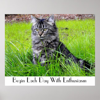 PÓSTER POSTER CAT