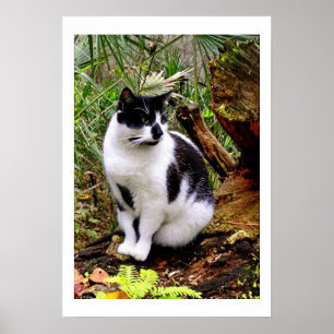 PÓSTER POSTER CAT