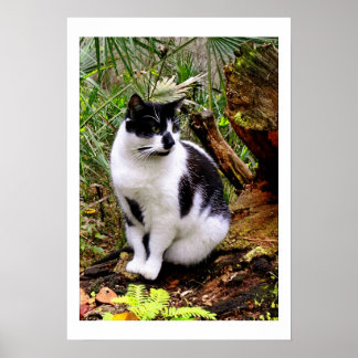 PÓSTER POSTER CAT