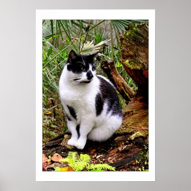 PÓSTER POSTER CAT (Frente)