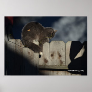 Póster Poster Cat on Fence (1)