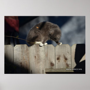 Póster Poster Cat on Fence (10)