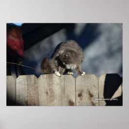 Póster Poster Cat on Fence (11)