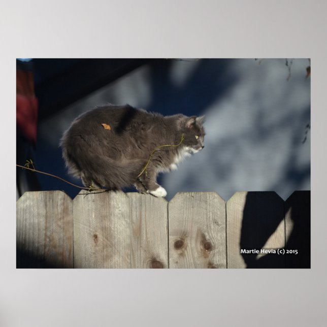 Póster Poster Cat on Fence (12) (Frente)