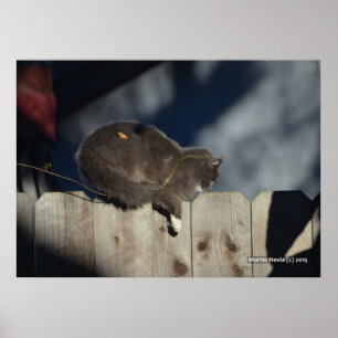 Póster Poster Cat on Fence (13)