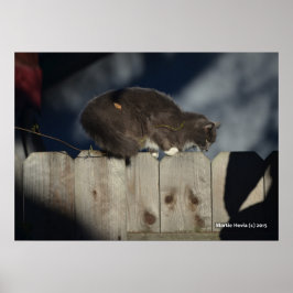 Póster Poster Cat on Fence (14)