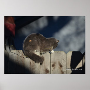 Póster Poster Cat on Fence (16)