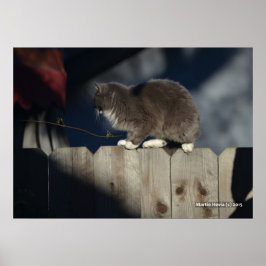 Póster Poster Cat on Fence (19)