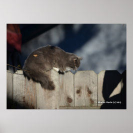 Póster Poster Cat on Fence (2)