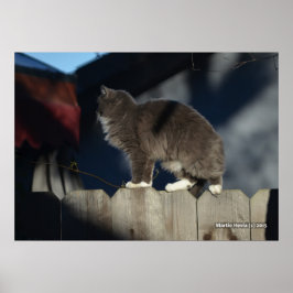 Póster Poster Cat on Fence (20)