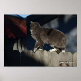 Póster Poster Cat on Fence (21)