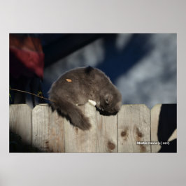 Póster Poster Cat on Fence (3)