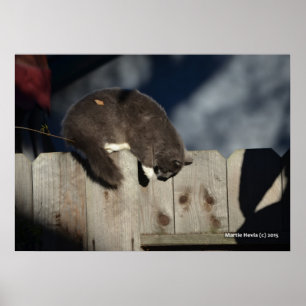 Póster Poster Cat on Fence (4)