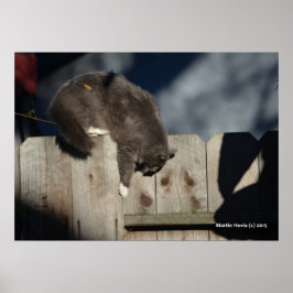 Póster Poster Cat on Fence (5)