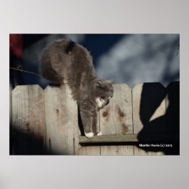 Póster Poster Cat on Fence (7)