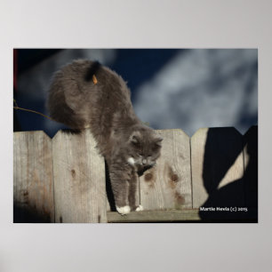 Póster Poster Cat on Fence (8)