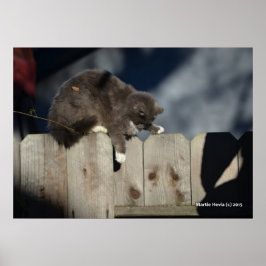Póster Poster Cat on Fence (9)