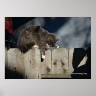 Póster Poster Cat on Fence (9)