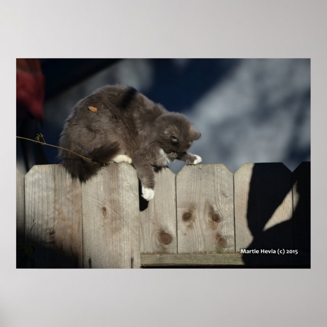 Póster Poster Cat on Fence (9) (Frente)