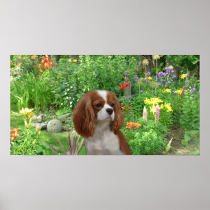 Póster Poster Cavalier King Charles Spaniel