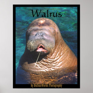 Póster Poster cerrado de Walrus Eyes