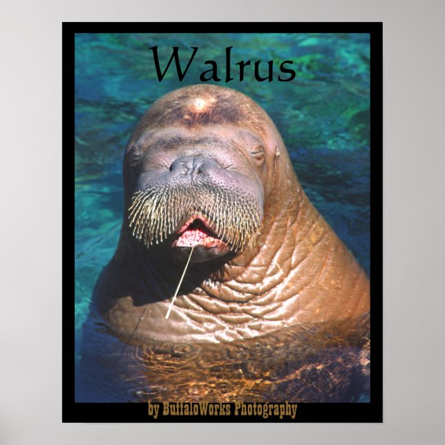 Póster Poster cerrado de Walrus Eyes (Frente)
