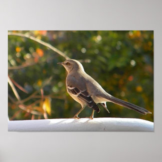 Póster Poster CG-Mockingbird
