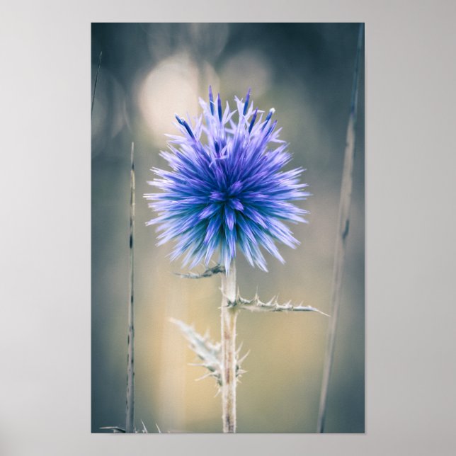 Póster Poster Chardon Bleu (Frente)