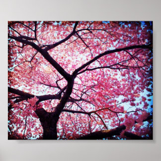 Póster Poster Cherry Blossom