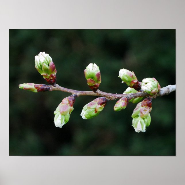 Póster Poster Cherry Tree Buds (Frente)
