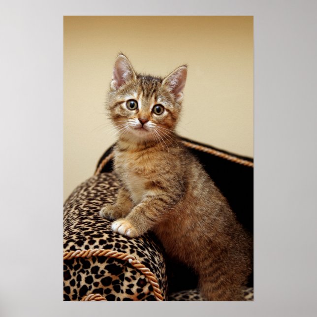 Póster Poster Chica de glamour (Frente)