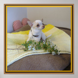 Póster Poster Chihuahua