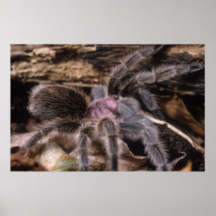 Póster Poster - Chili rosa tarantula