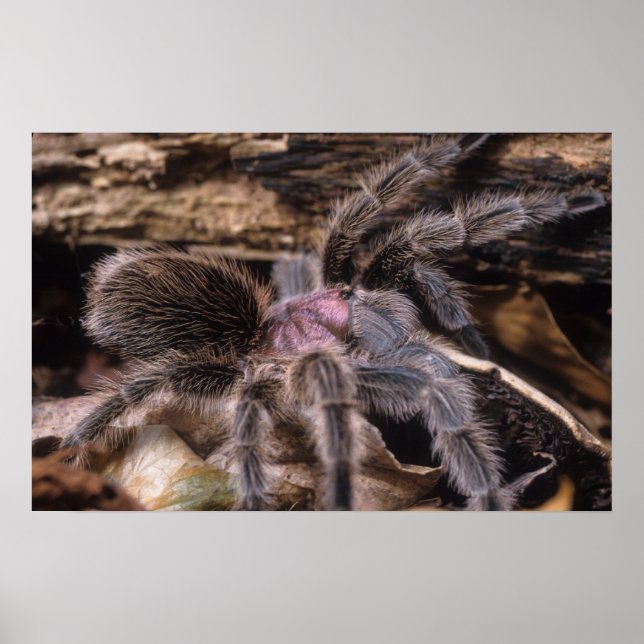 Póster Poster - Chili rosa tarantula (Frente)