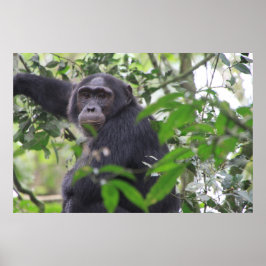 Póster Poster Chimp