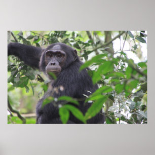 Póster Poster Chimp