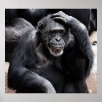 Poster Chimpanzee Viejo