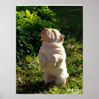 Póster Poster chino de porras de Shar-pei