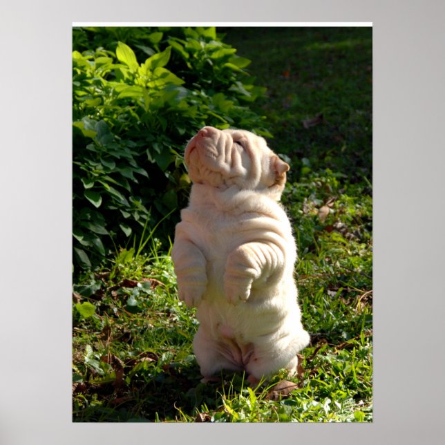 Póster Poster chino de porras de Shar-pei (Frente)